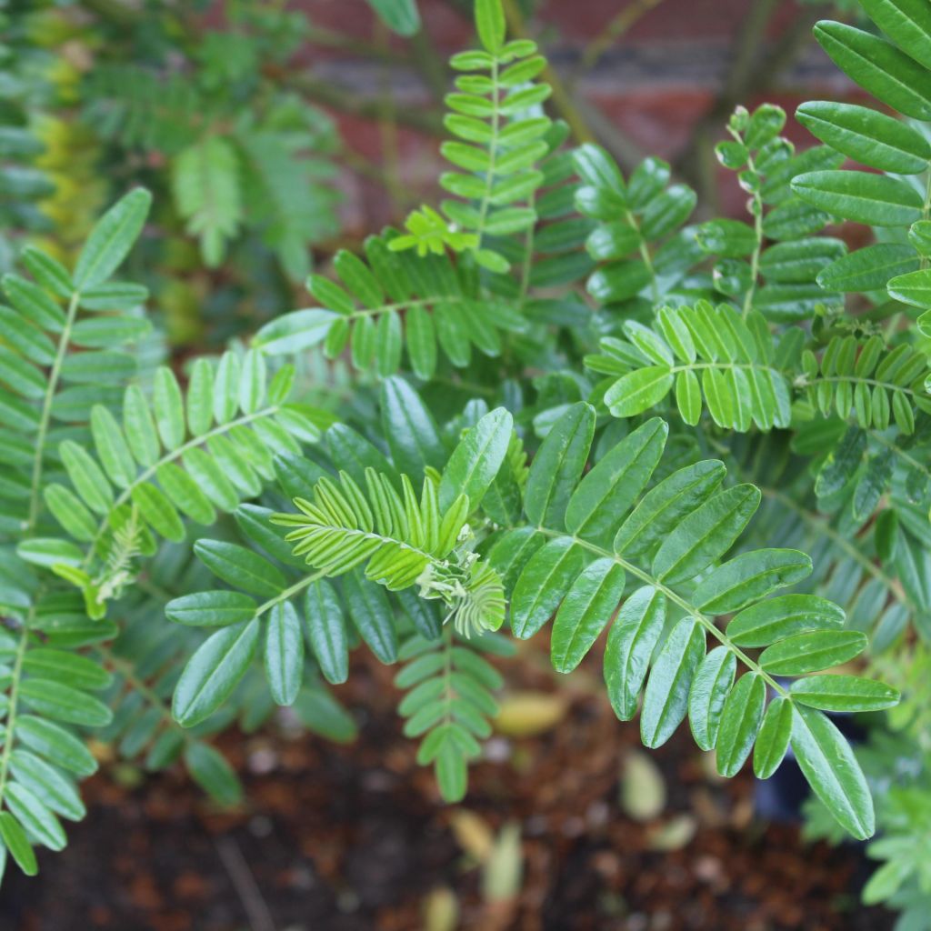 Clianthus puniceus Kaka King - Kakabeak