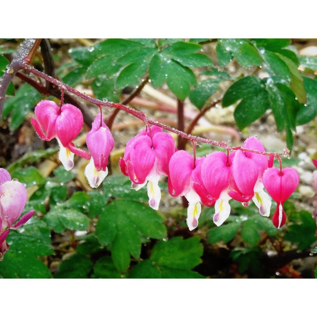 Dicentra spectabilis - Flores en el corazón