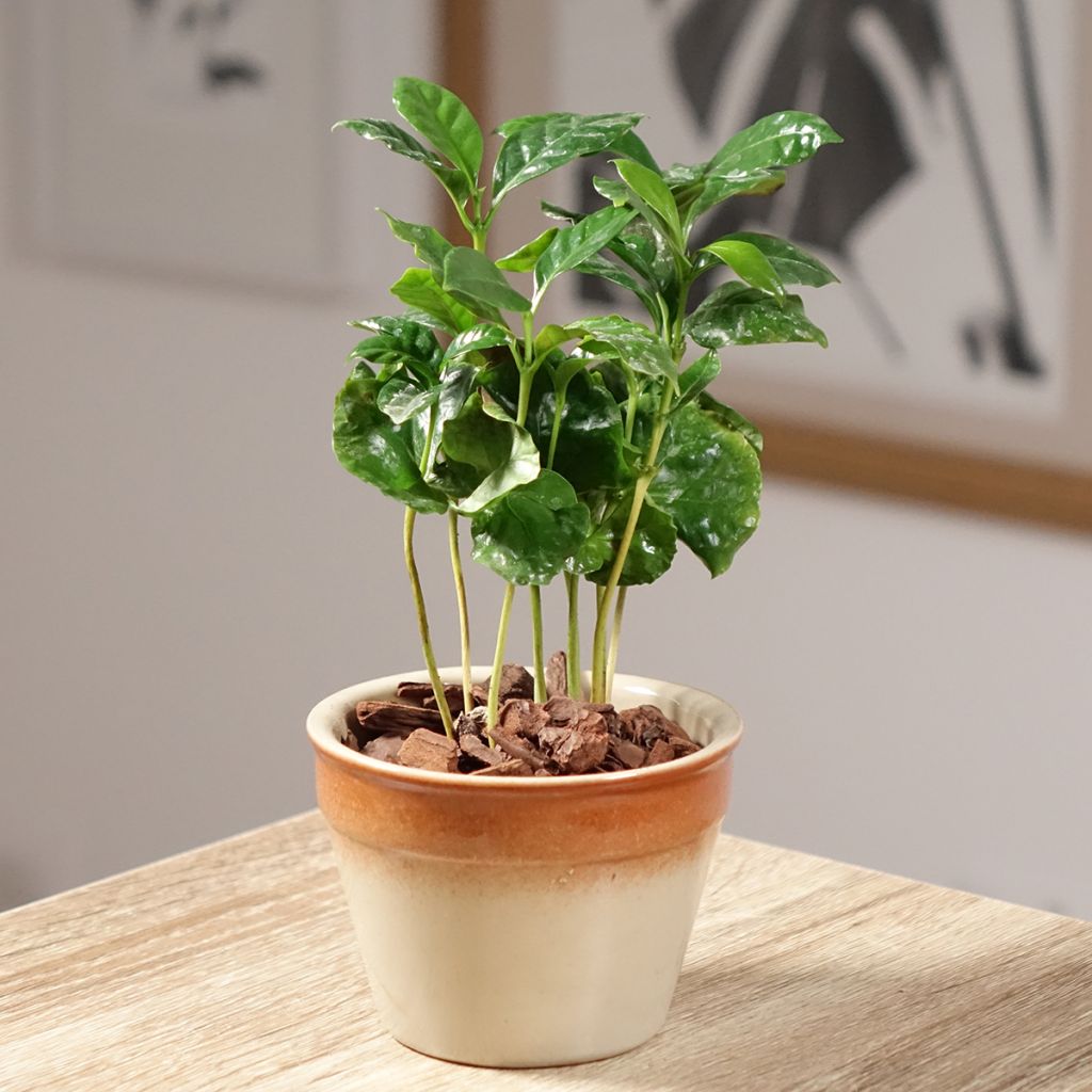 Cafeto - Coffea arabica