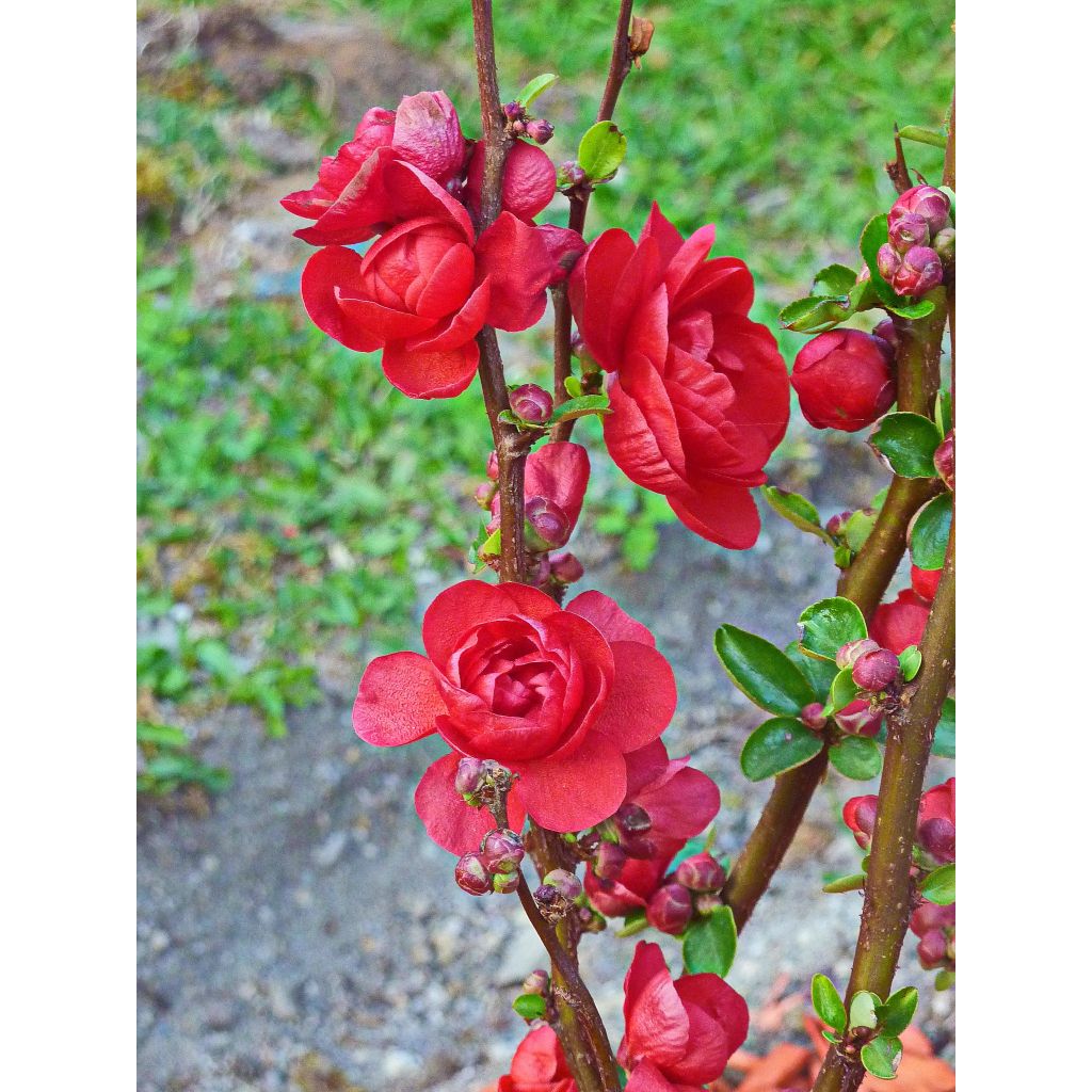 Membrillero del Japón Scarlet Storm - Chaenomeles speciosa
