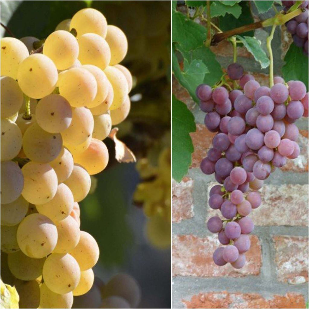 Colección 2 Vides Fragola - Uva fresa