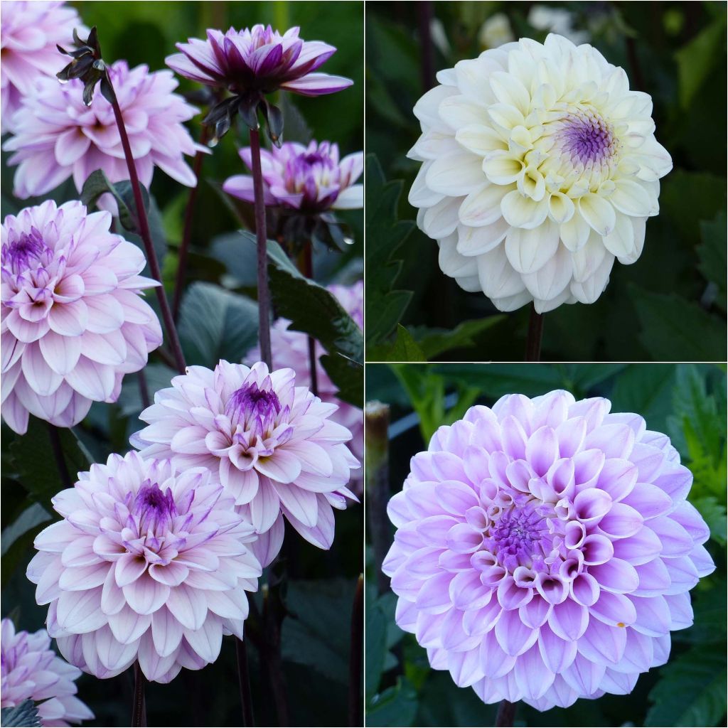 Colección 3 Dahlias Seniors