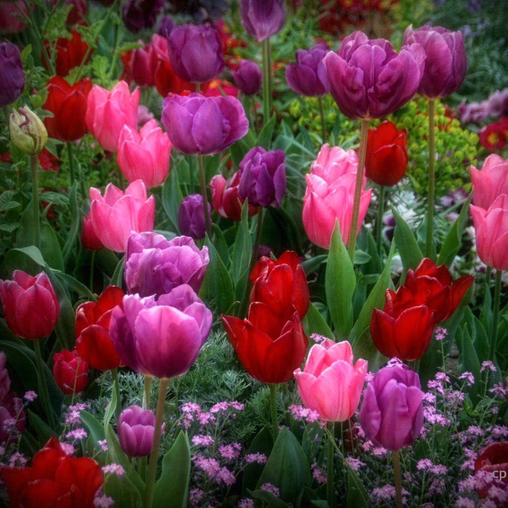Colección de 30 tulipanes simples tempranos