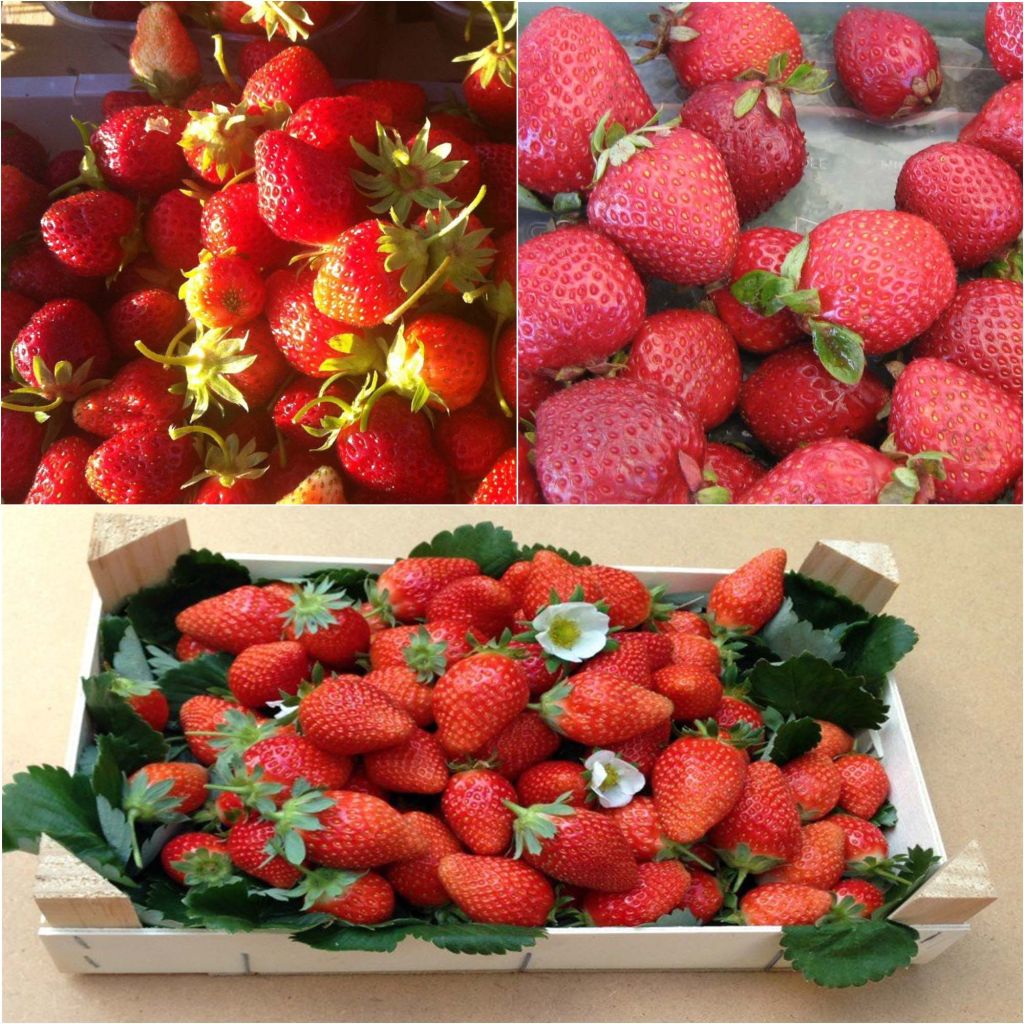 Colección de 9 fresas ecológicas trepadoras