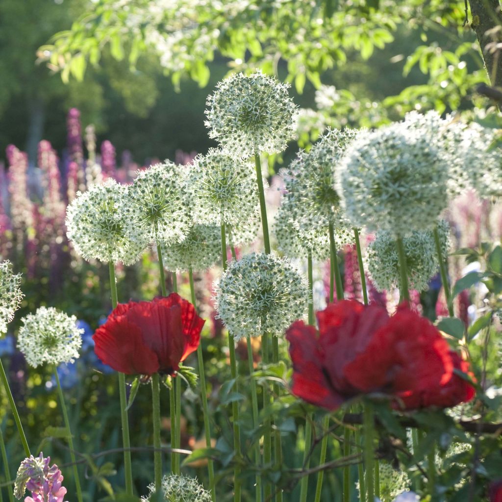 Colección Allium & Amapola oriental