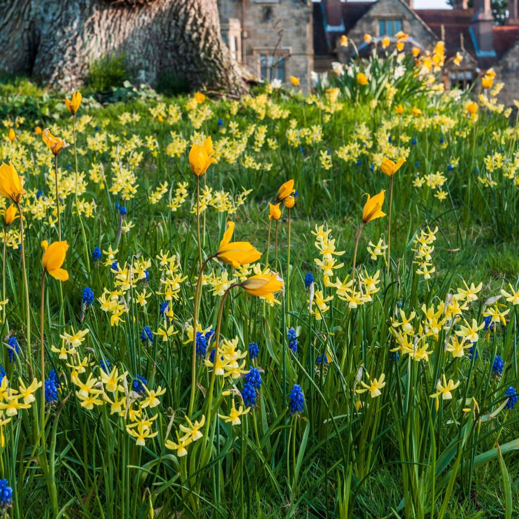 Colección de bulbos para naturalizar amarillo/azul