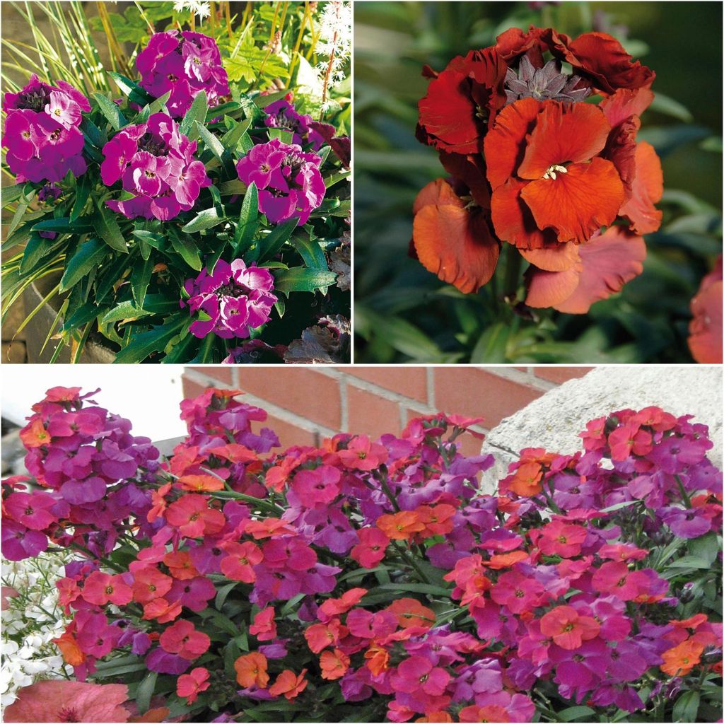 Colección de 3 Alhelíes viváceos - Erysimum Winter