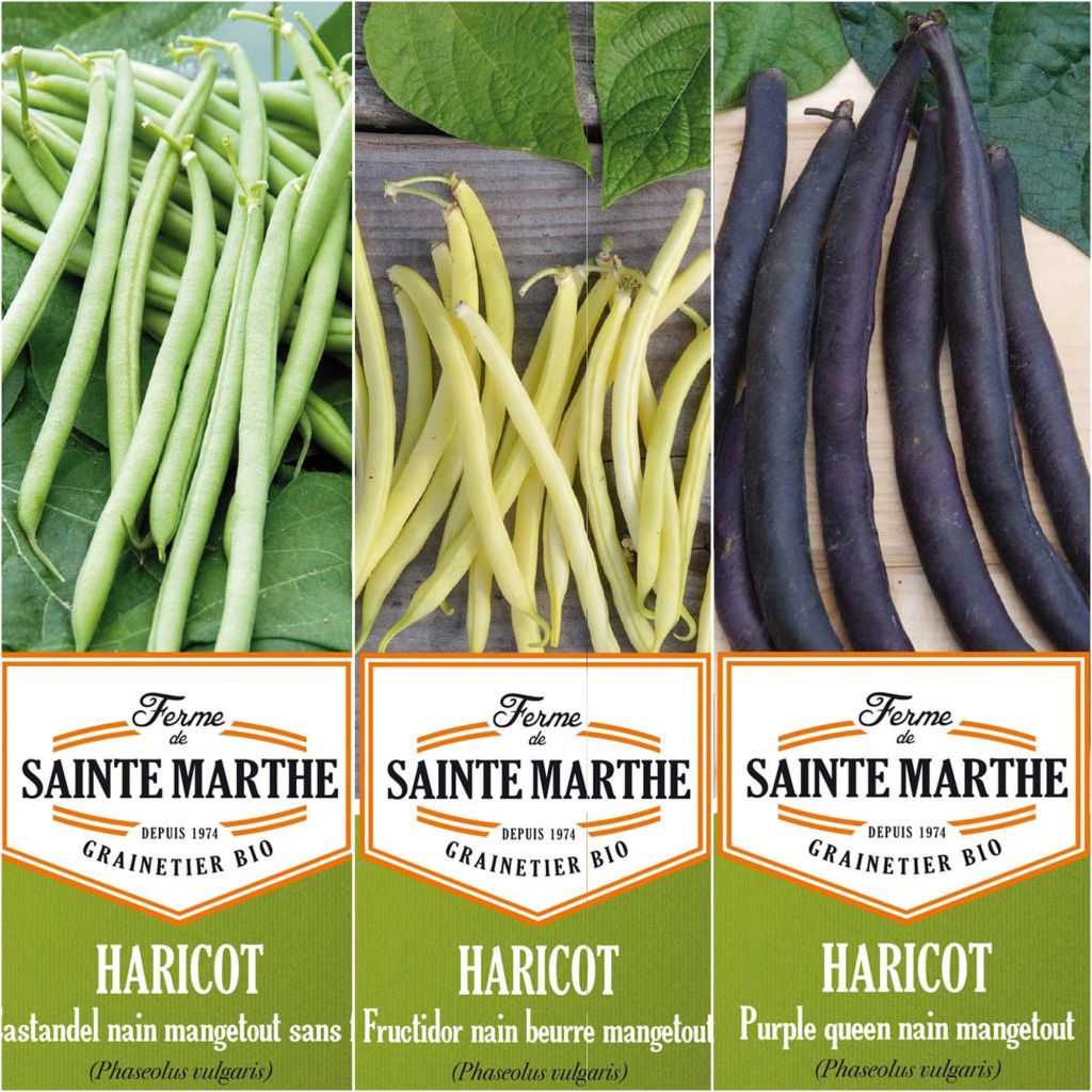 Colección de 3 judías coloridas y productivas BIO - Granja de Sainte-Marthe