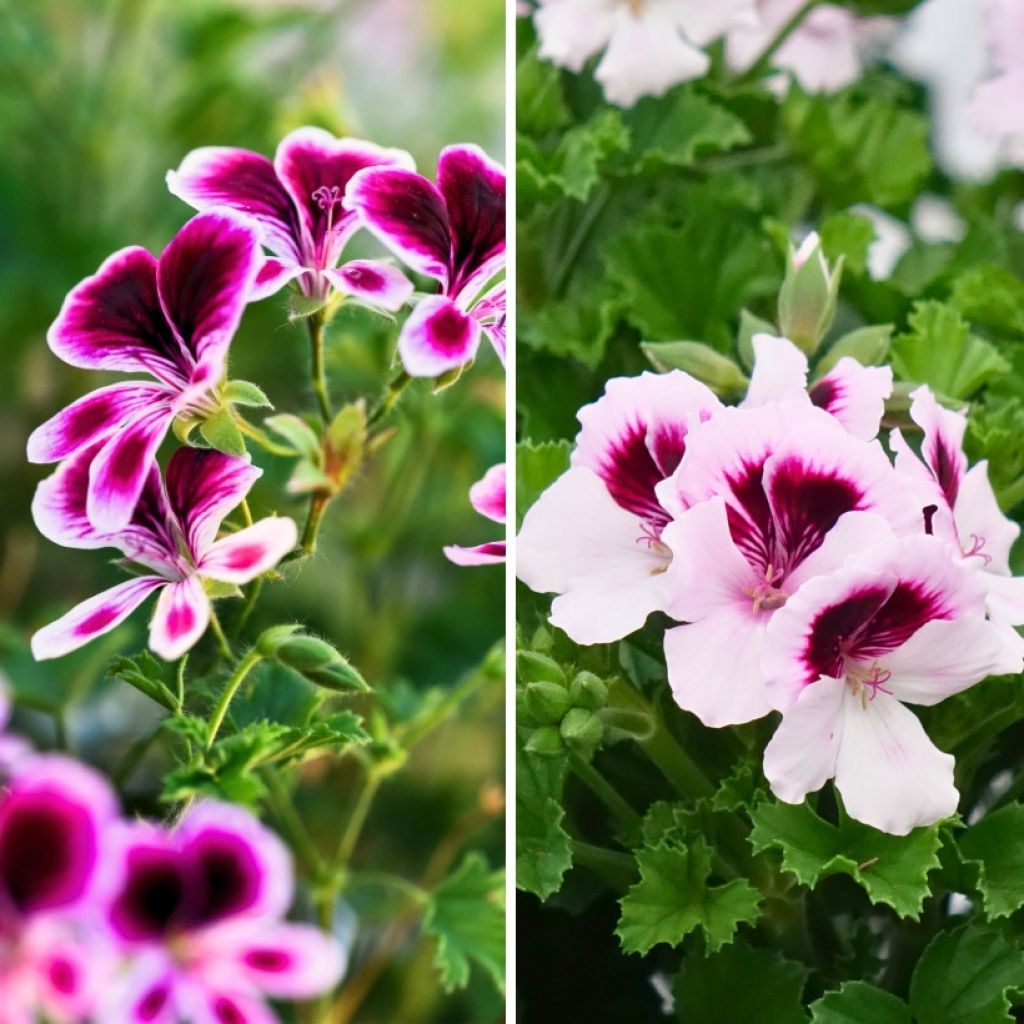 Colección de geranios perfumados antimosquitos - Pelargonium odorant