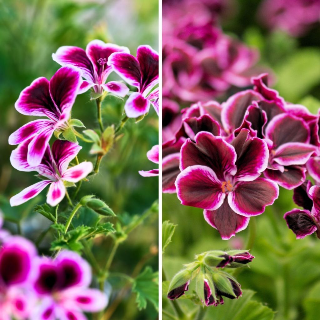 Colección de geranios perfumados antimosquitos - Pelargonium odorant