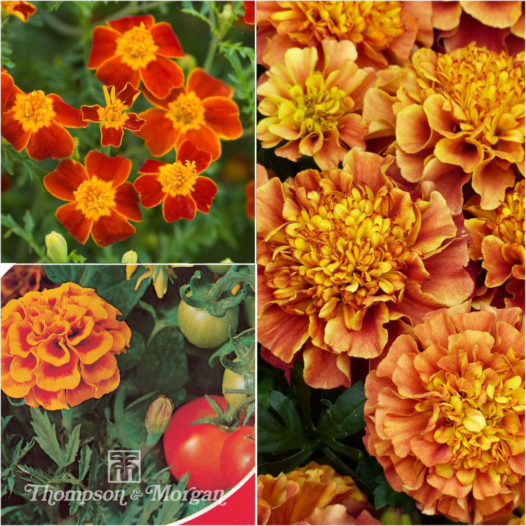Colección de Semillas de Tagetes