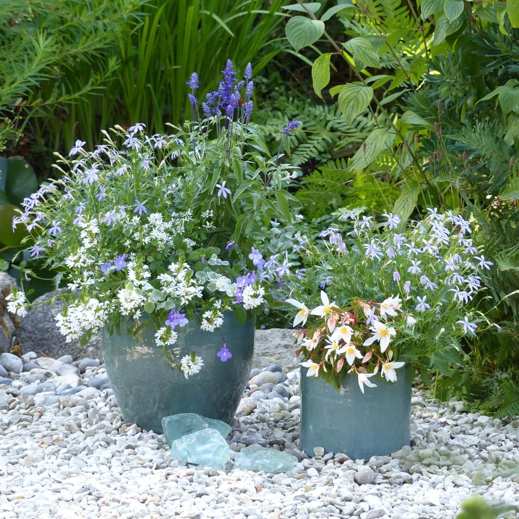 Colección Jardinera Blanco-Azul - 5 plantas anuales con flores azules y blancas.