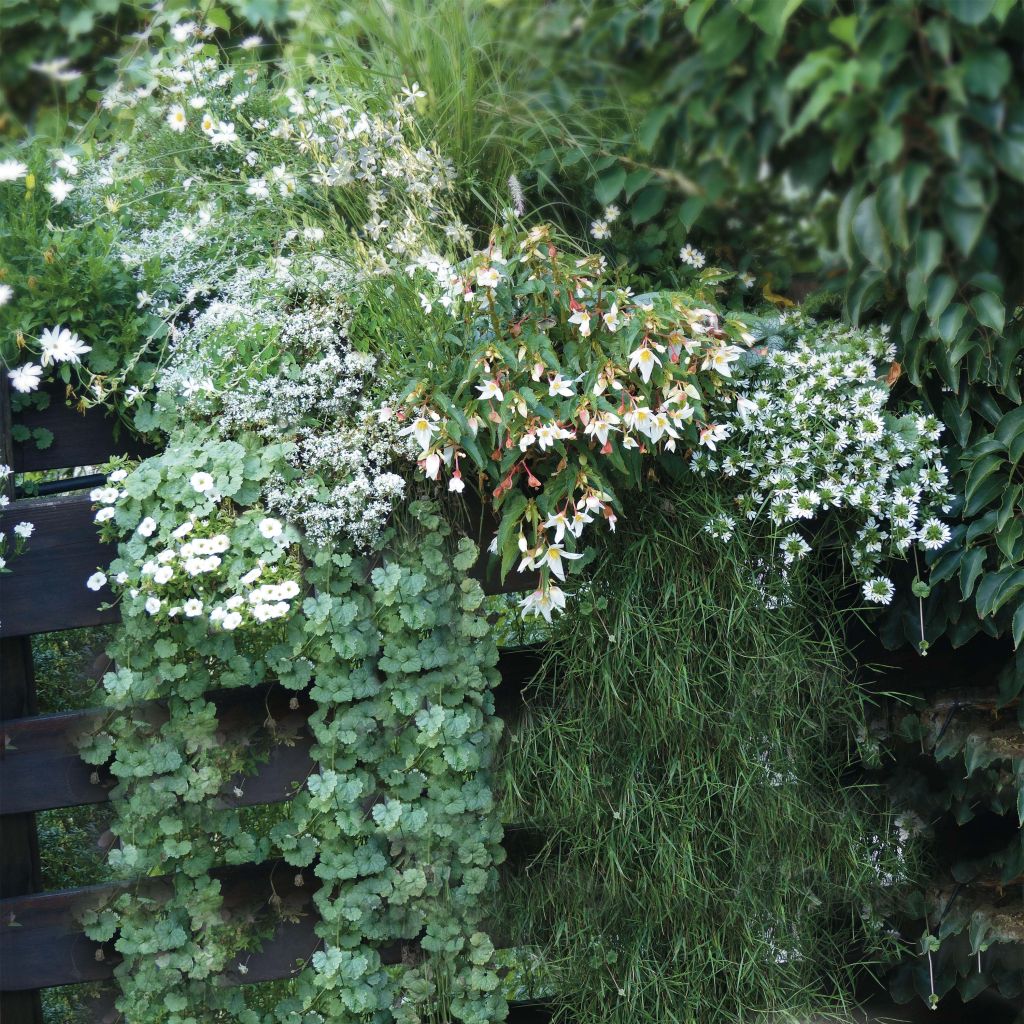 Colección Jardinera Blanca - 7 variedades anuales