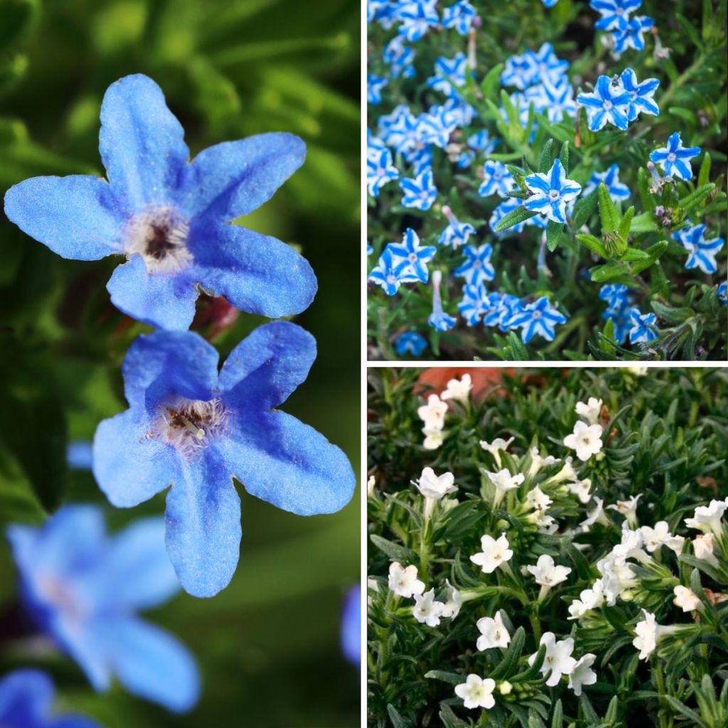 Colección Lithodoras blanco azul