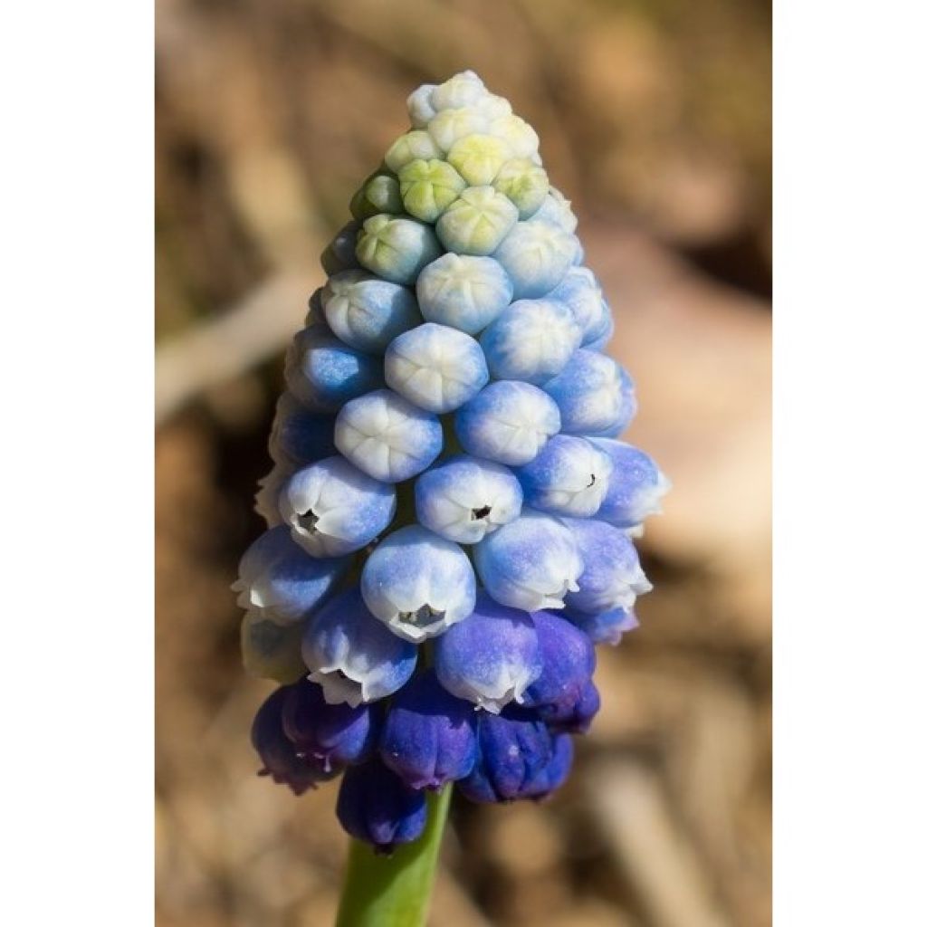 Colección Muscari Mágico