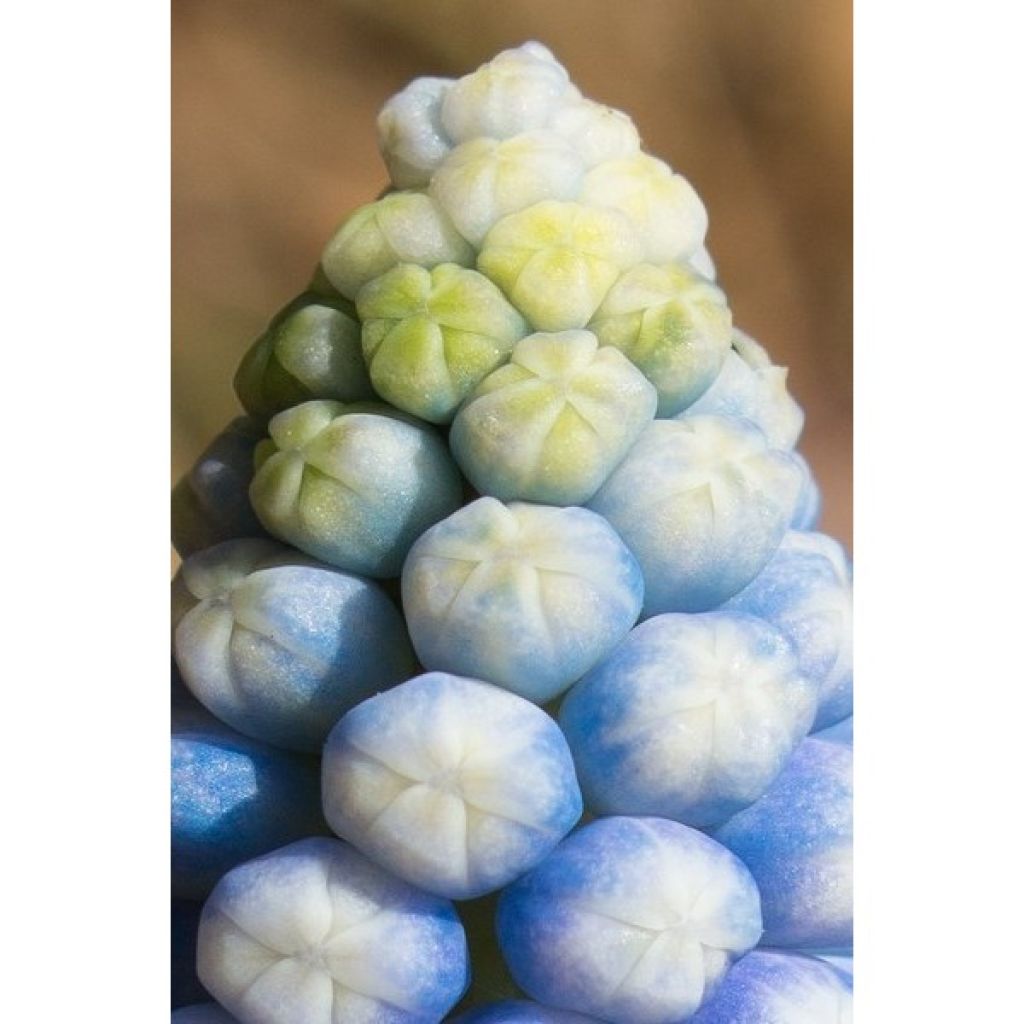 Colección Muscari Mágico
