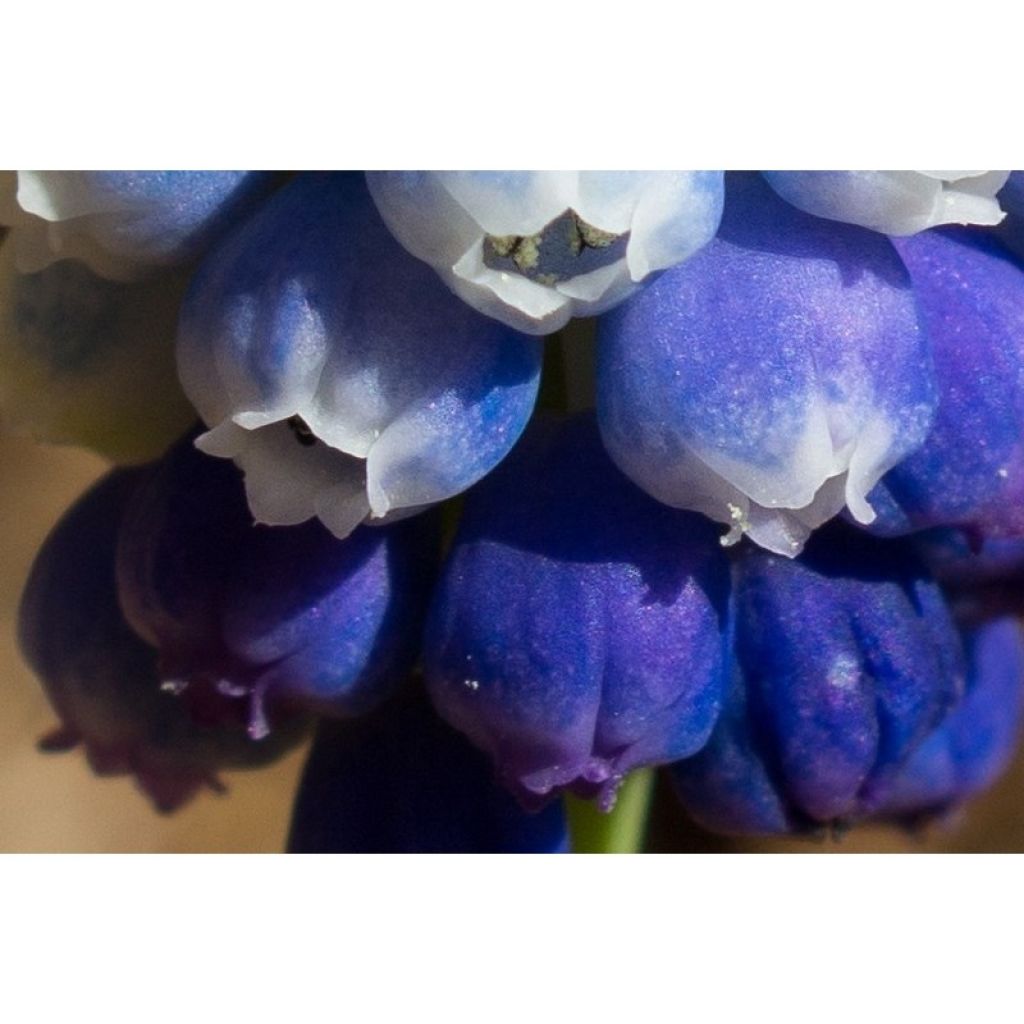 Colección Muscari Mágico