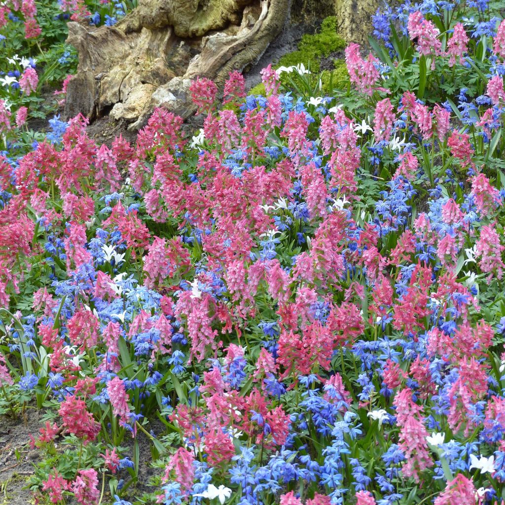 Colección Tapiz florido de sotobosque