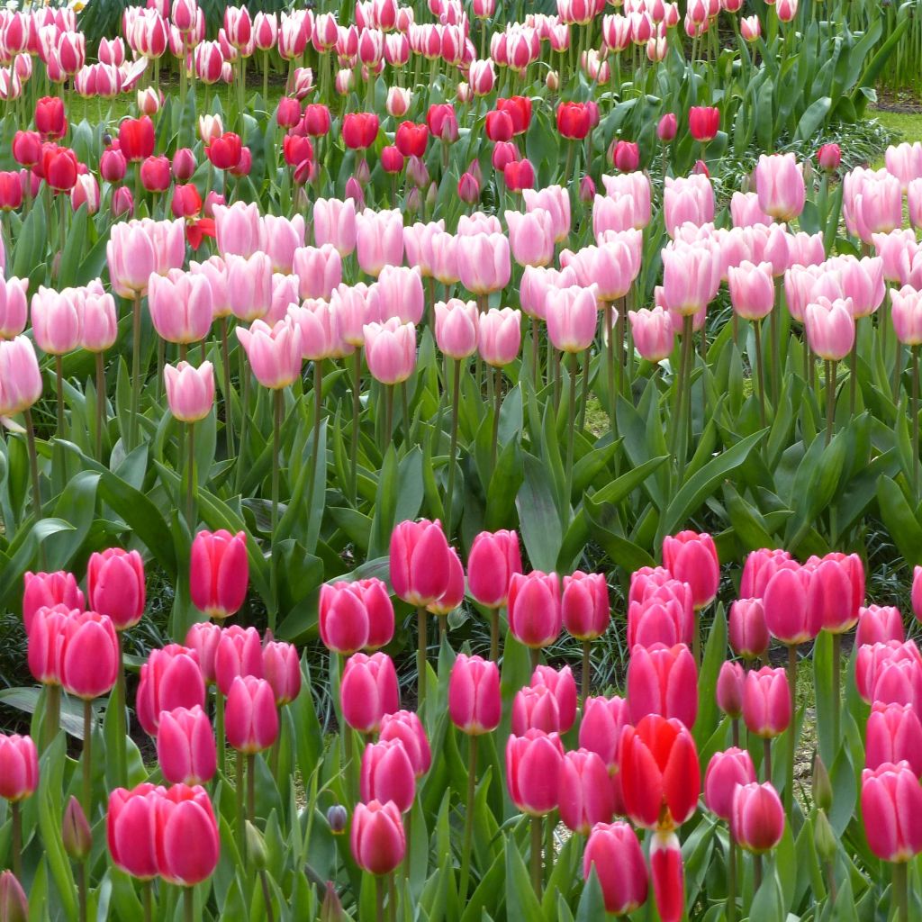 Colección Tulipanes Darwin Delight