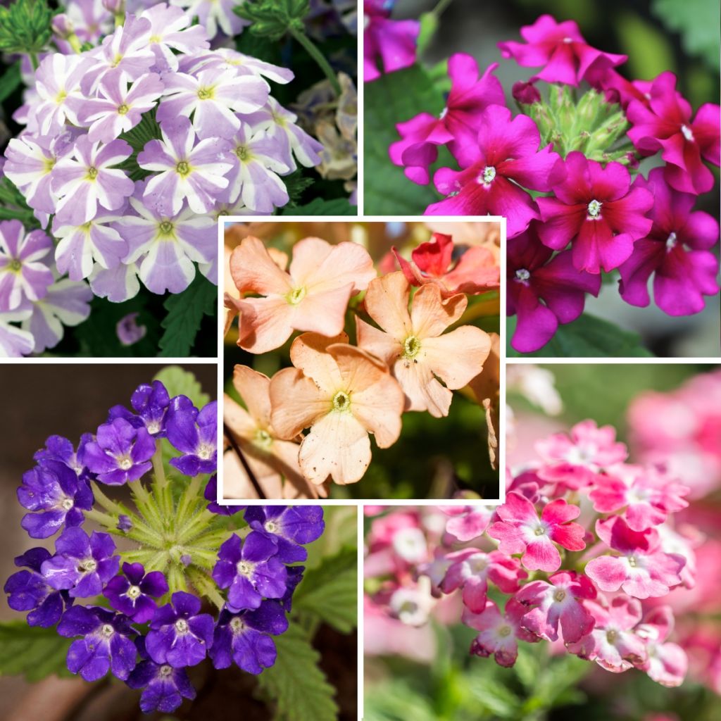 Colección de 5 Verbena surtidas para jardineras
