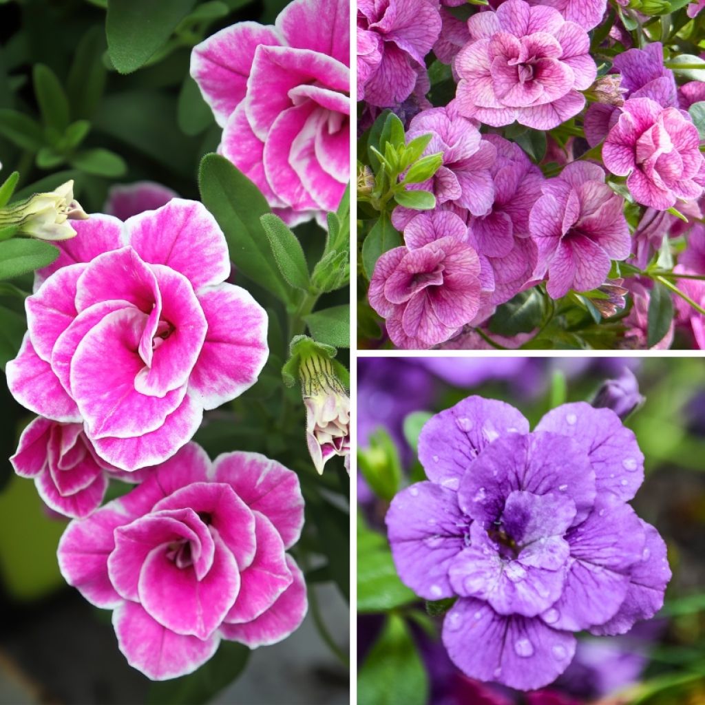 Colección de 5 Calibrachoa dobles o Calibrachoa híbrido