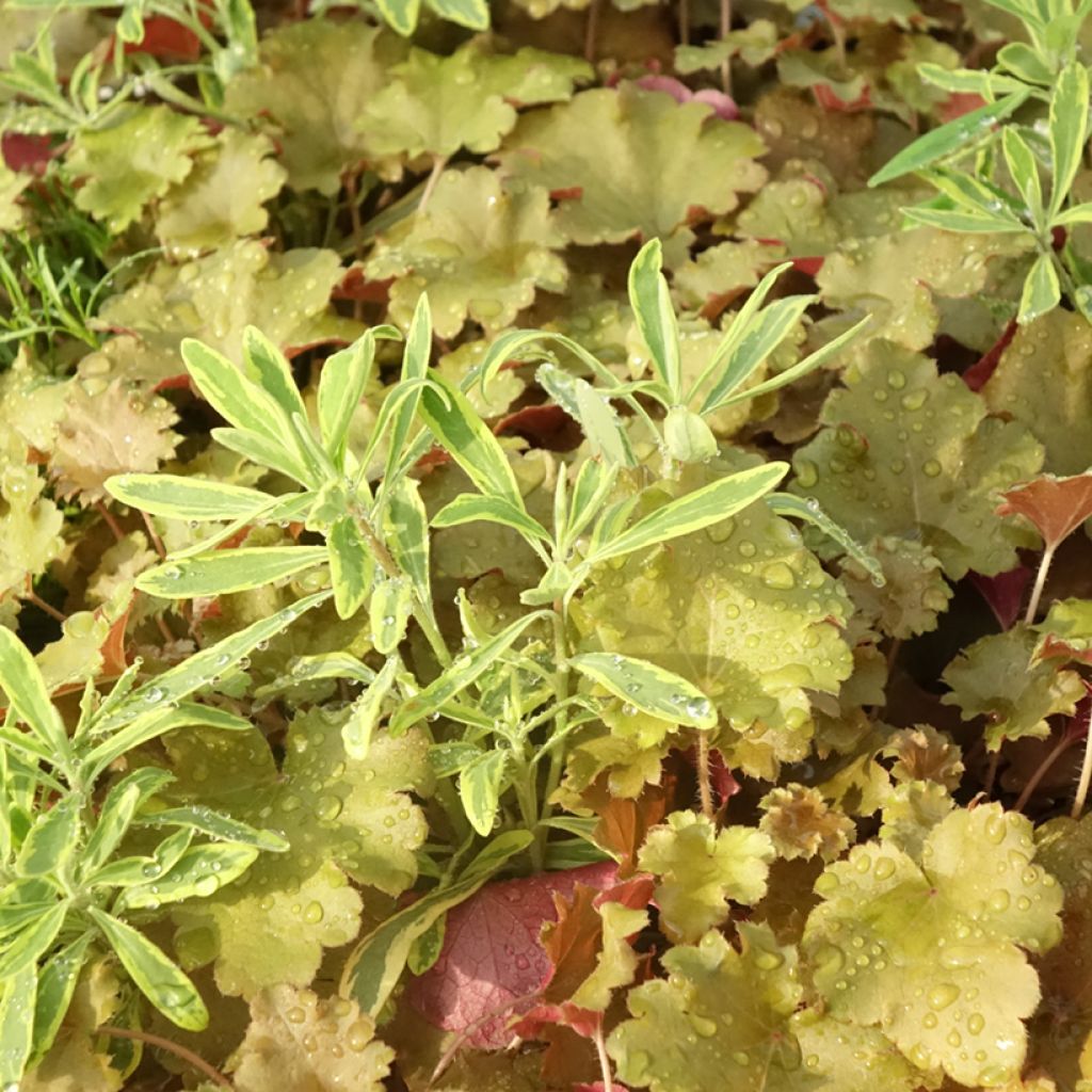 Composición Hidden Treasure - composición de 3 plantas