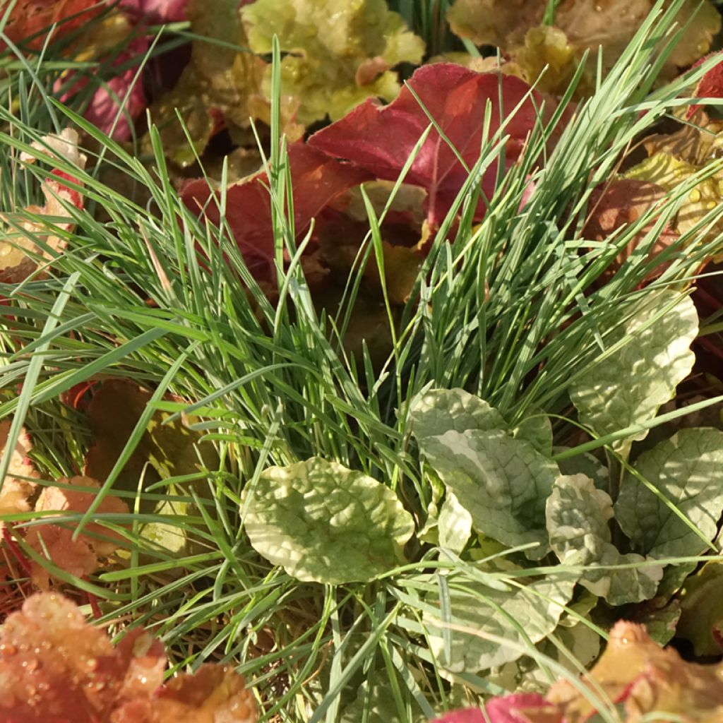 Composición Sunkissed - composición de 4 plantas