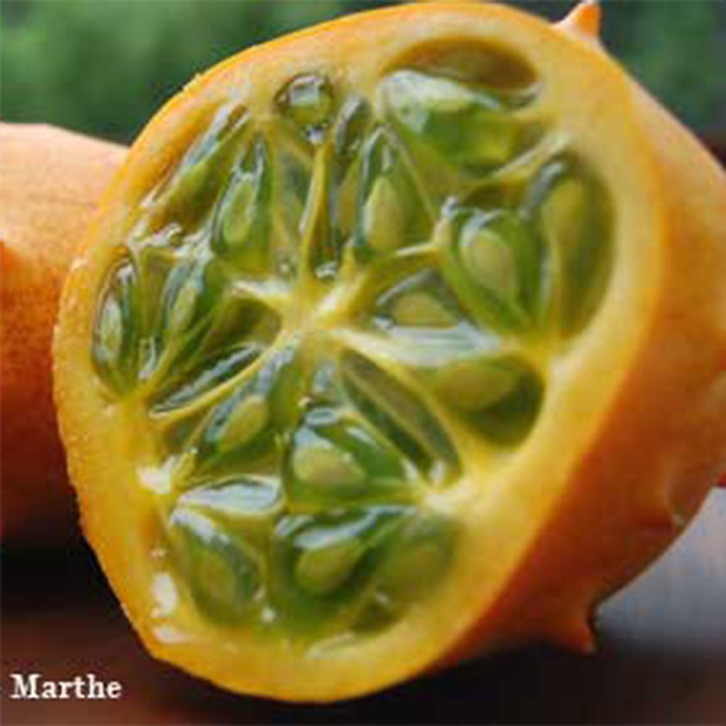 Pepino africano Bio - Ferme de Sainte Marthe