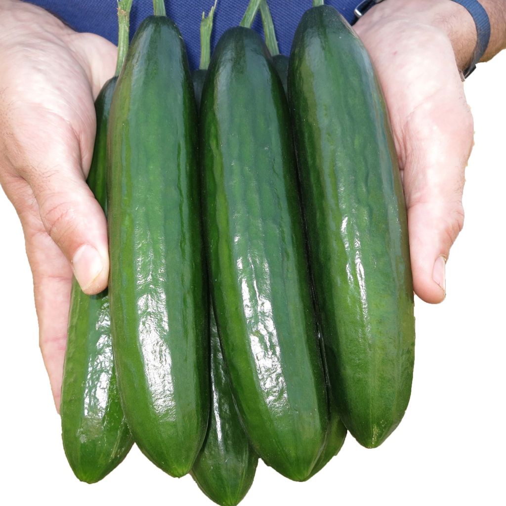 Pepino Crokdelis F1 (planta interjada)