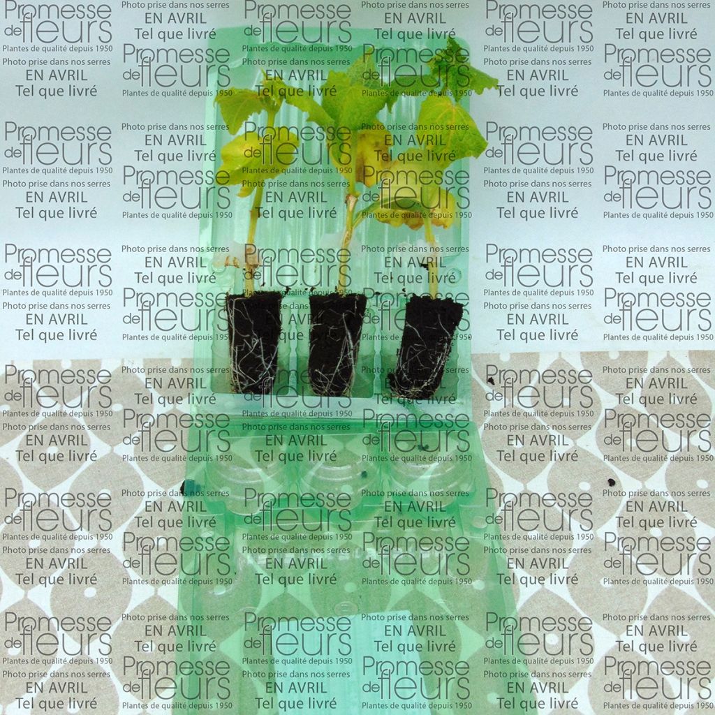Pepino Crokdelis F1 (planta interjada)
