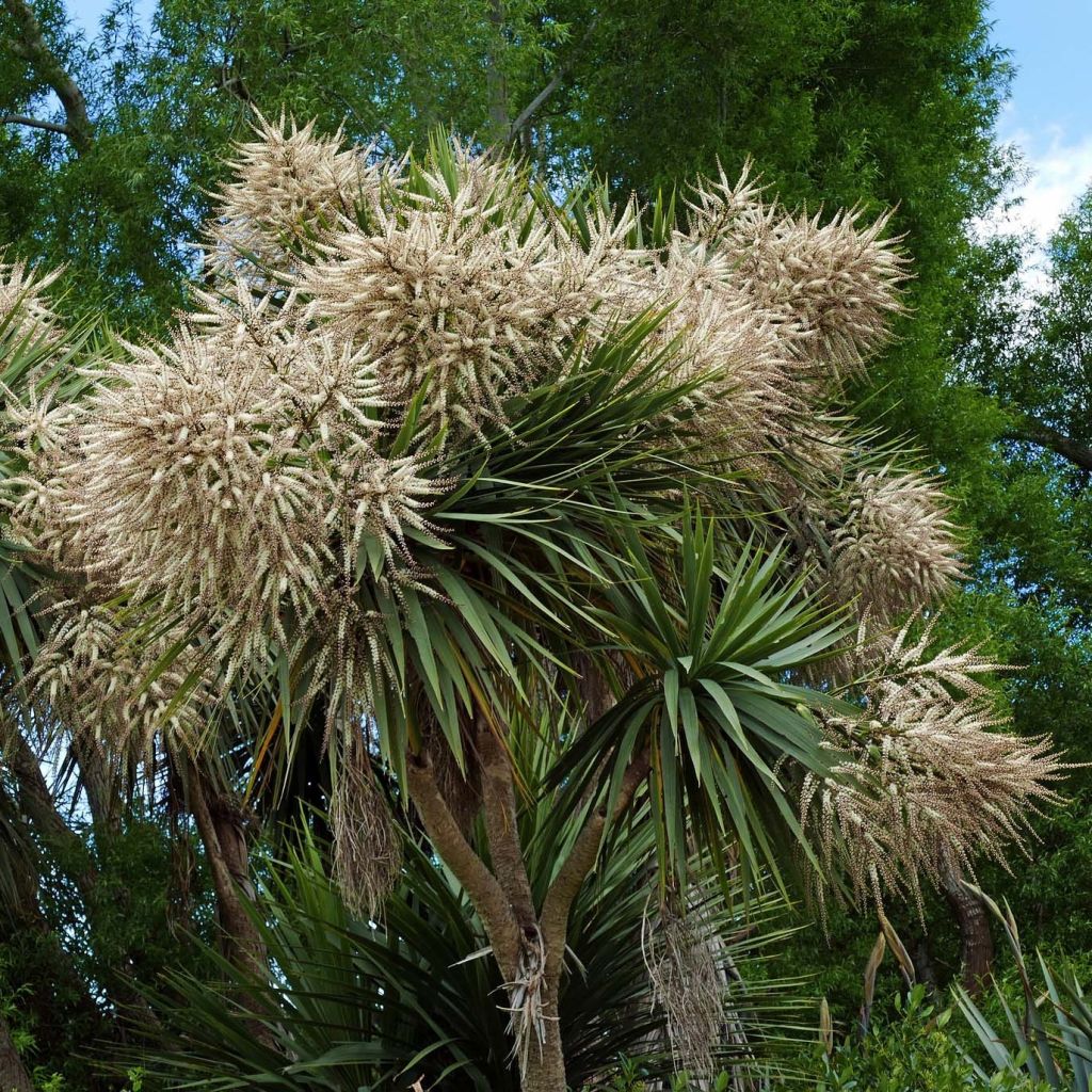 Cordiline - Cordyline australis