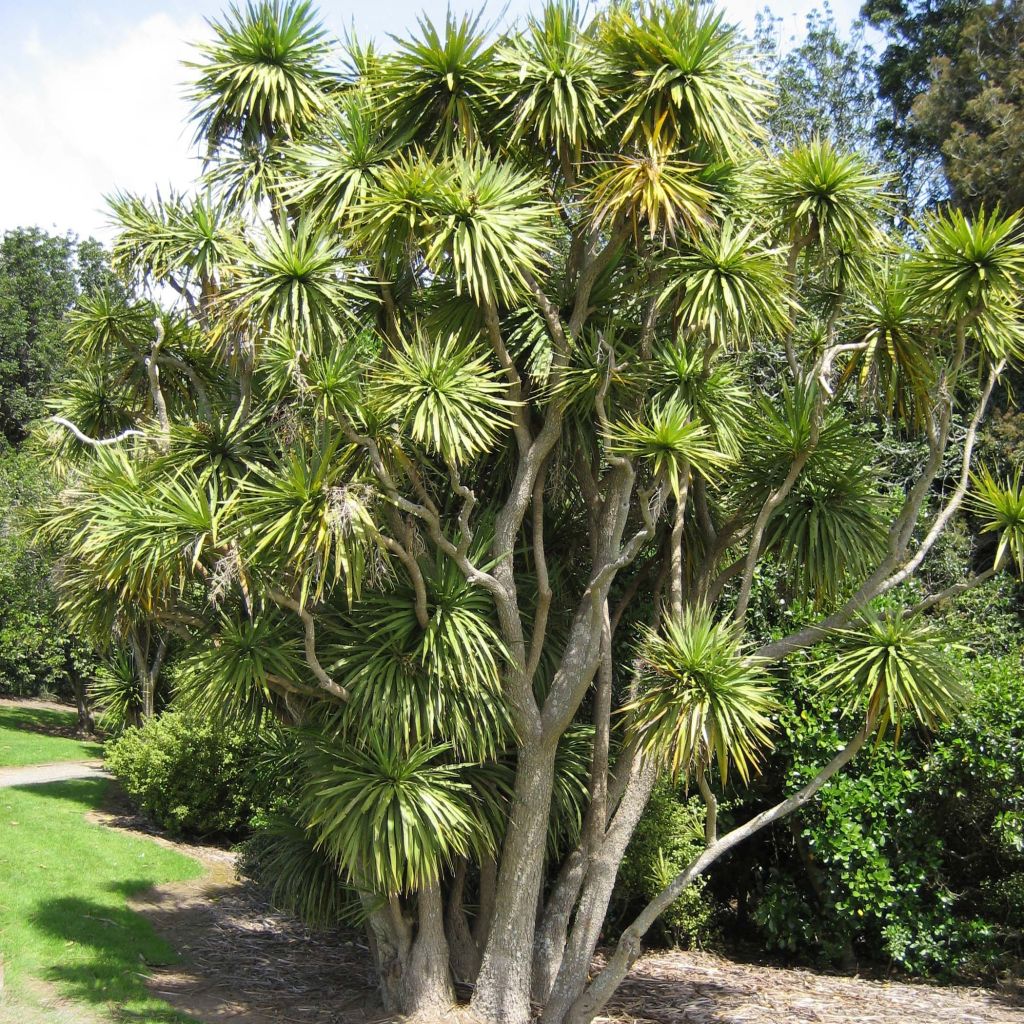 Cordiline - Cordyline australis