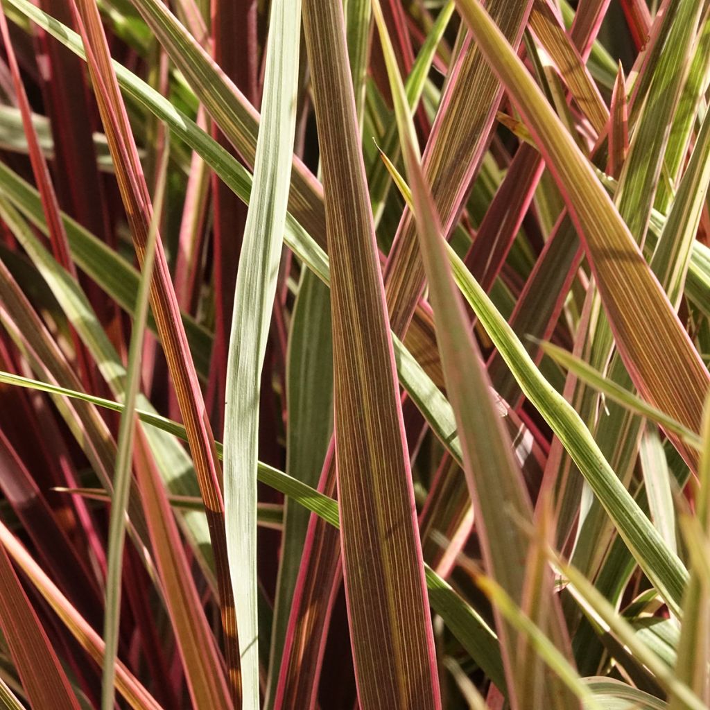 Cordyline banksii Can Can