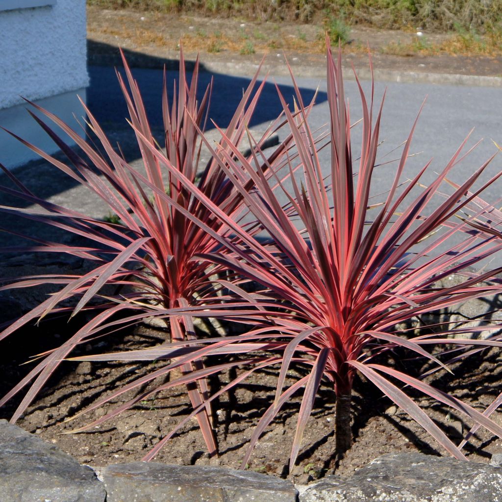 Cordiline Charlie boy- Cordyline australis