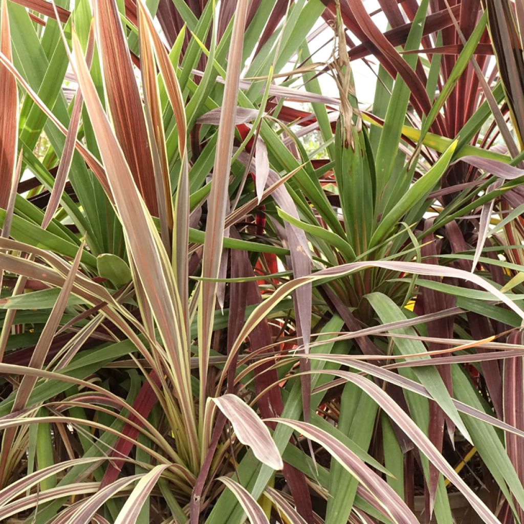 Trío de Cordylines Black Knight/Electric Flash/Peko