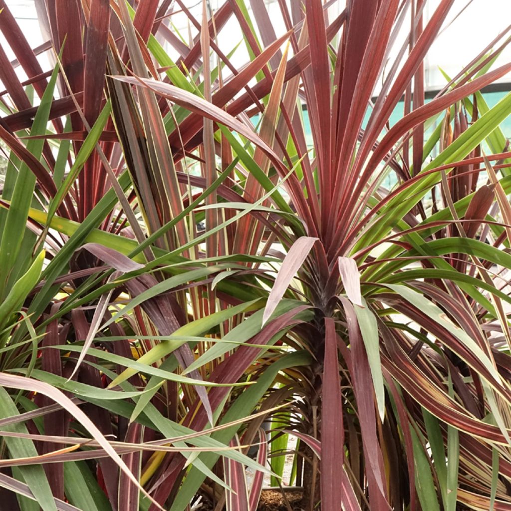 Trío de Cordylines Black Knight/Electric Flash/Peko