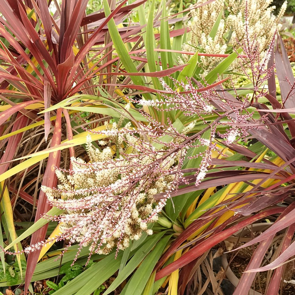Trío de Cordylines Black Knight/Electric Flash/Peko