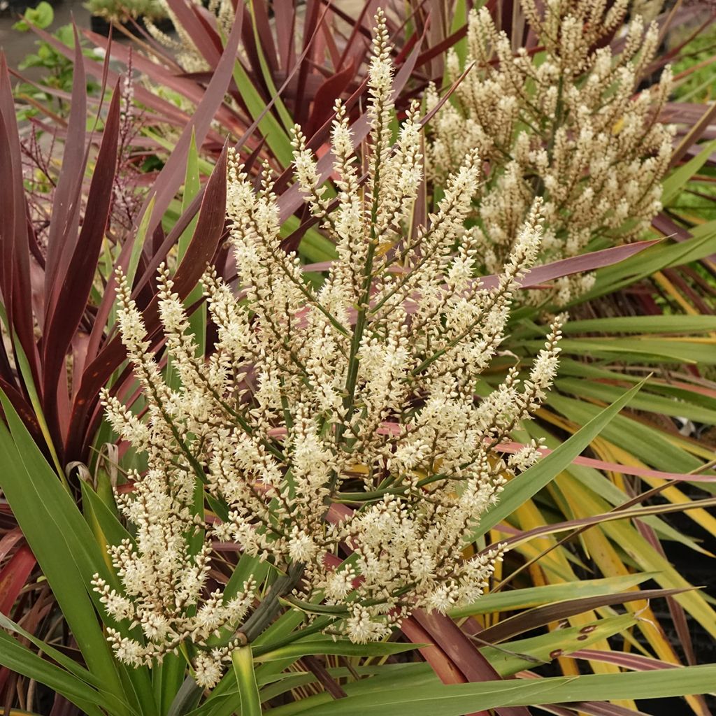Trío de Cordylines Black Knight/Electric Flash/Peko