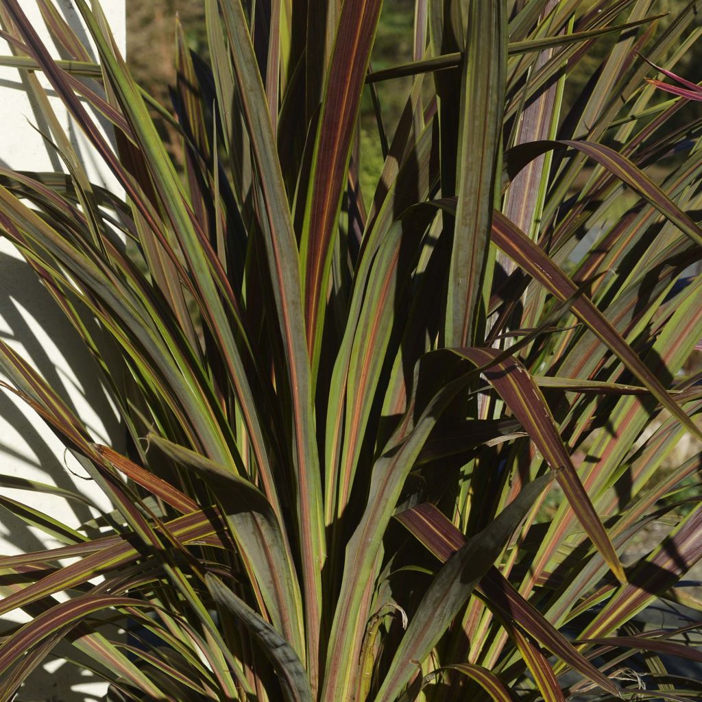 Cordyline banksii Electric Star