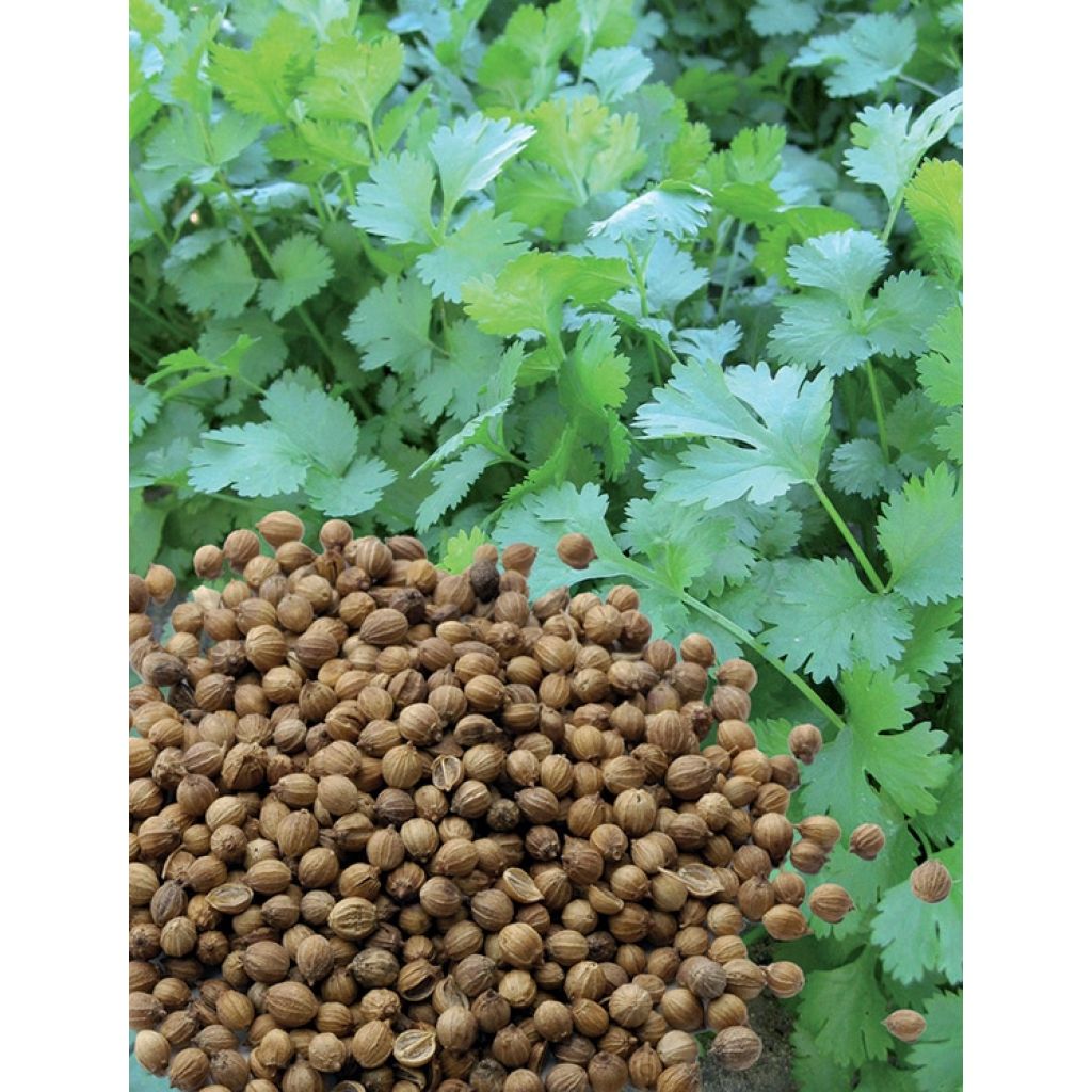 Cilantro de semillas pequeñas