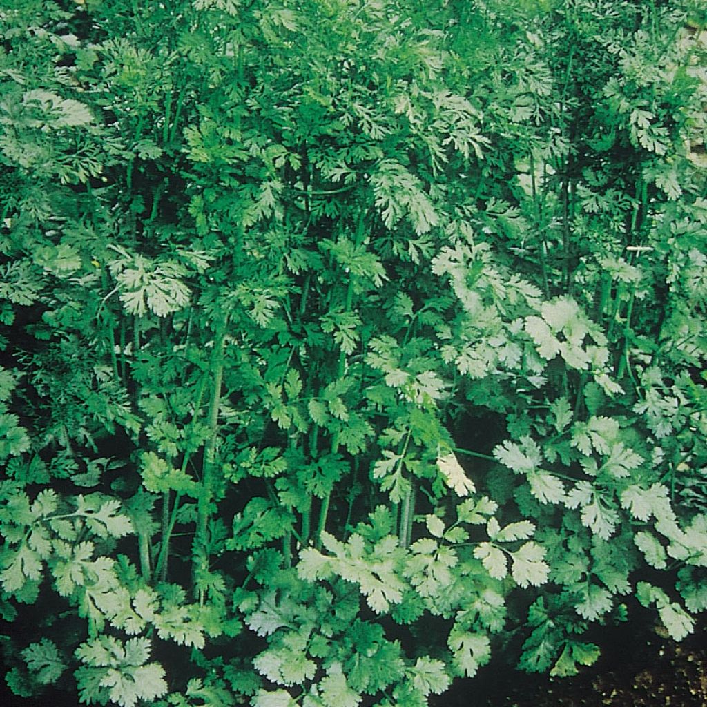 Cilantro Eagle - Coriandrum sativum