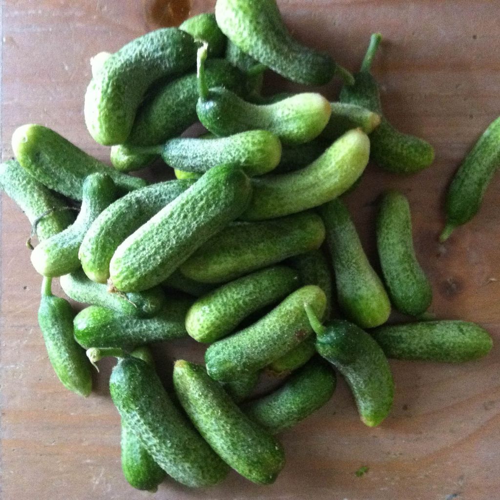 Pepinillo Szatmar F1