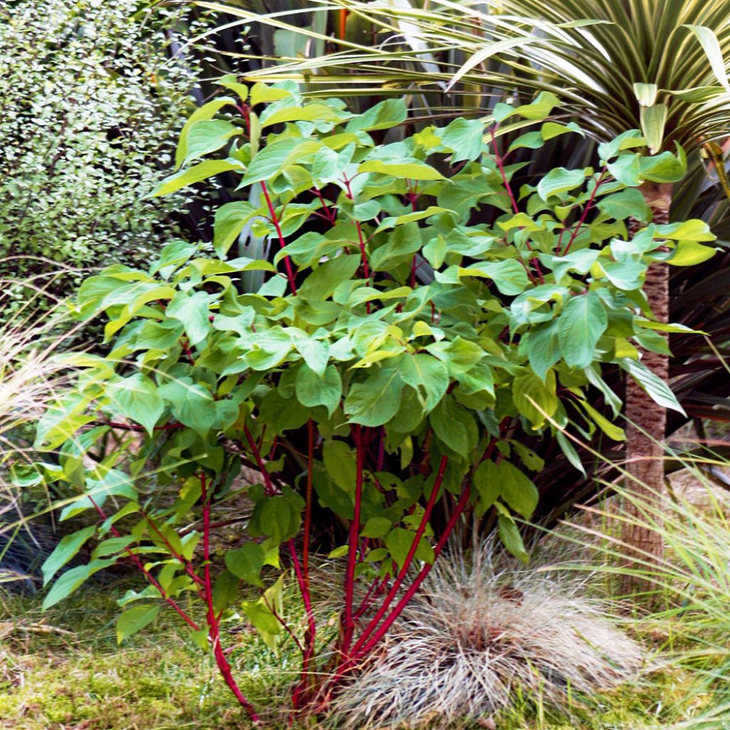 Cornus alba Baton Rouge