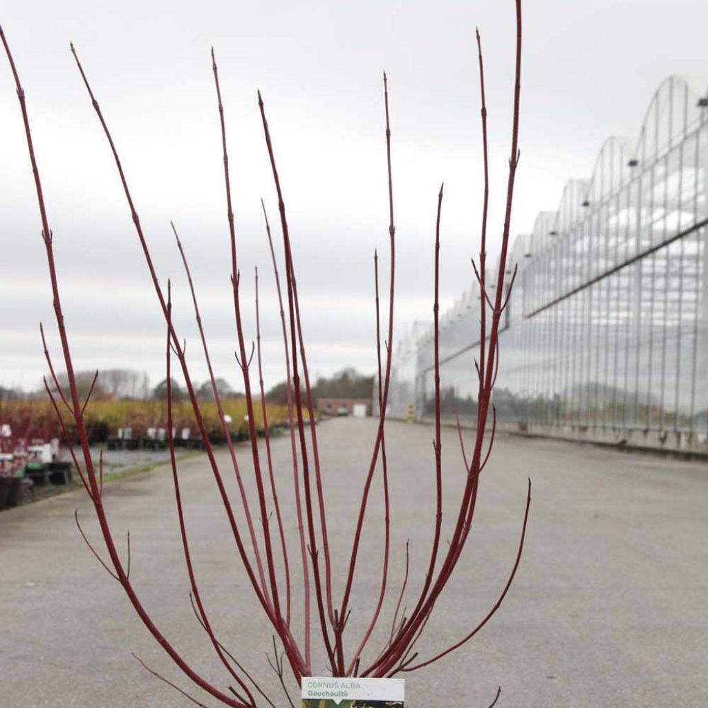 Cornus alba Gouchaultii