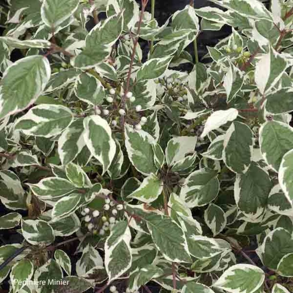 Cornus alba Sibirica Variegata