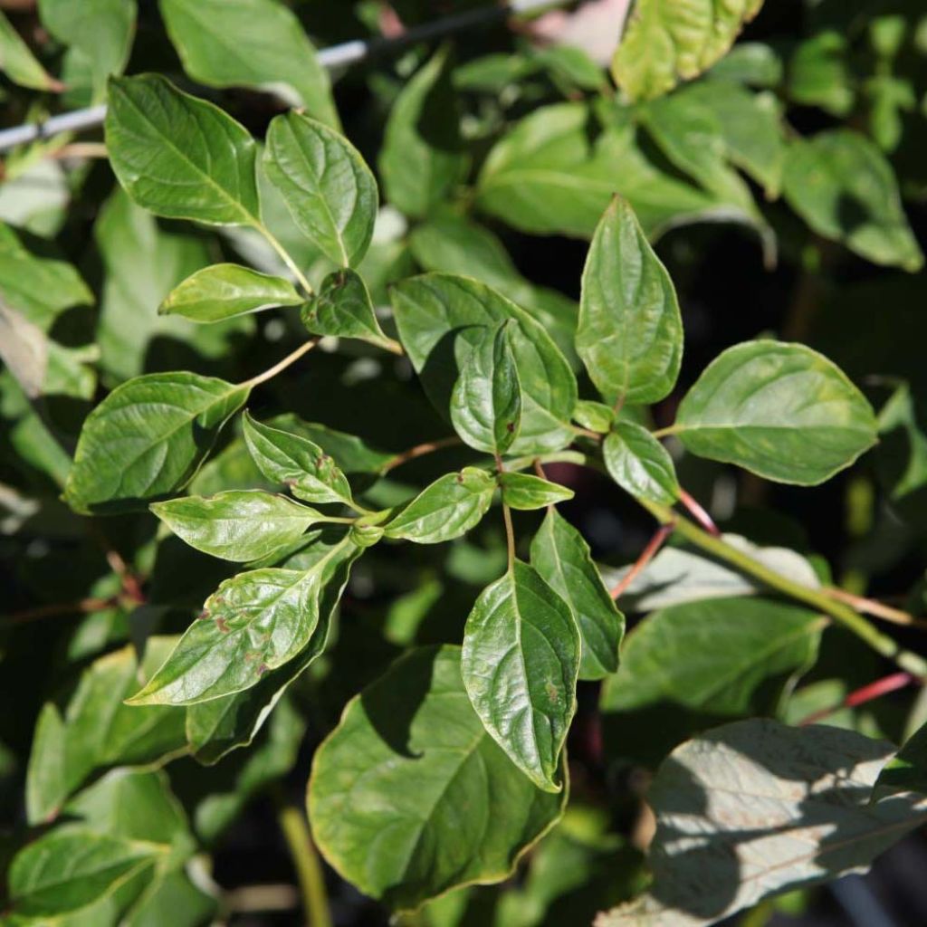 Cornus alternifolia - Cornejo de hojas alternas