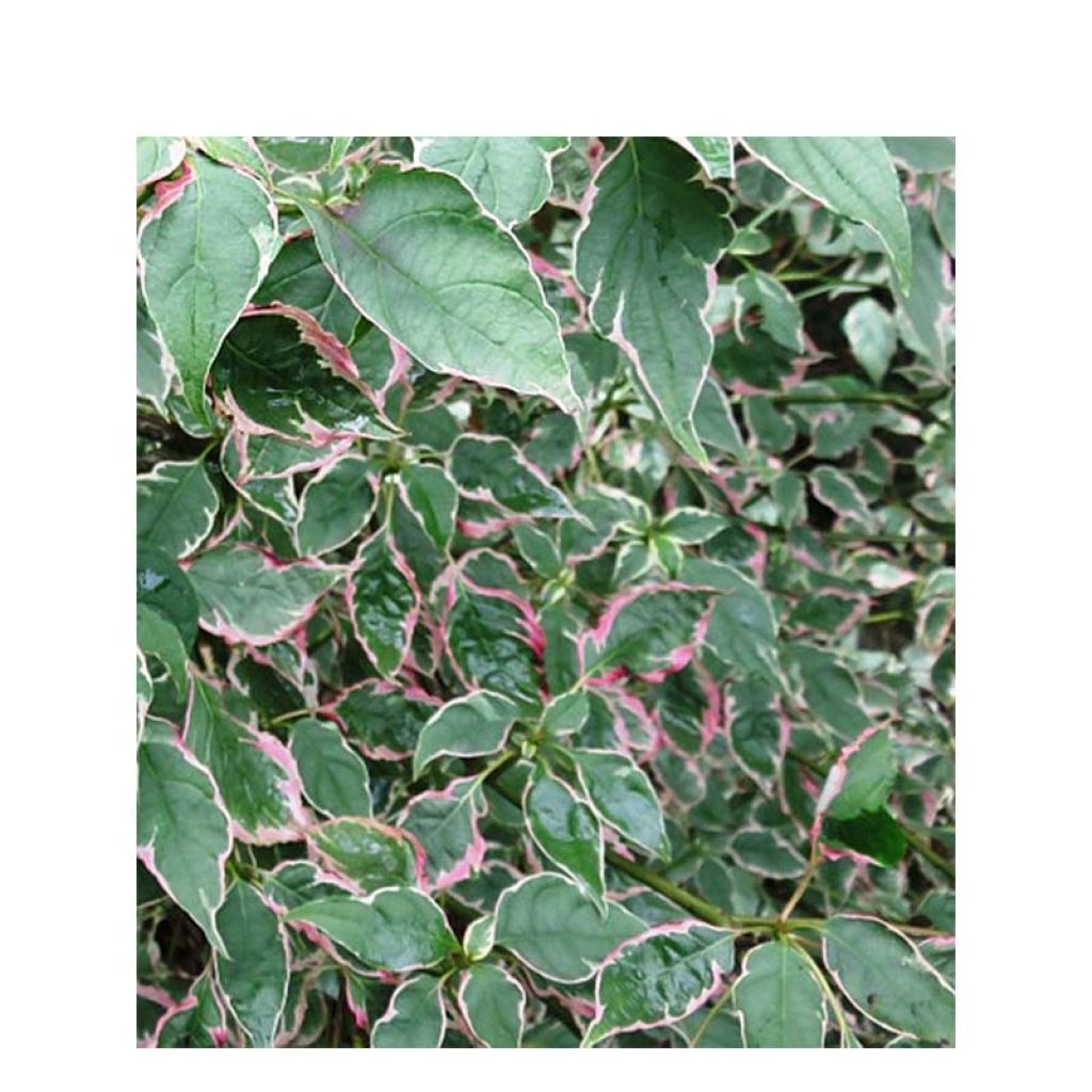 Cornus alternifolia Pinky Spots - Cornejo de hojas alternas