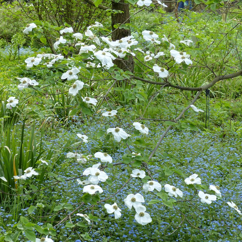 Cornus nuttallii Ascona - Cornejo del Pacífico