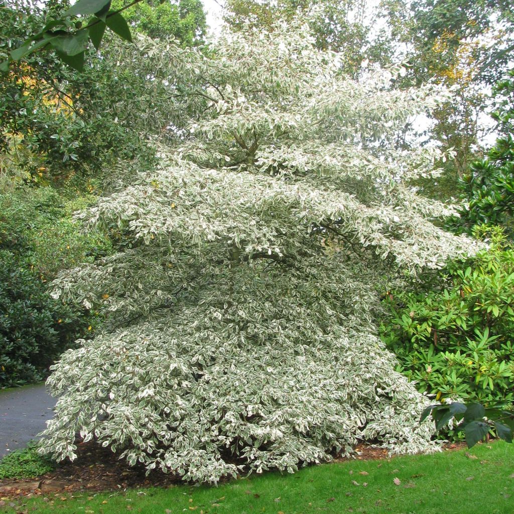 Cornus controversa Variegata - Cornejo de mesa