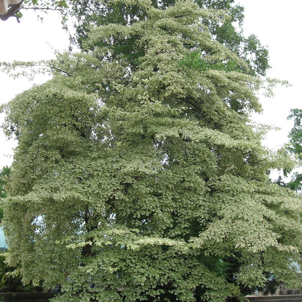 Cornus controversa Variegata - Cornejo de mesa